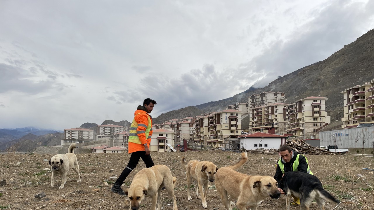 Büyük bölümü su altında kalan eski Yusufeli'nde yaklaşık bin hayvan kurtarıldı