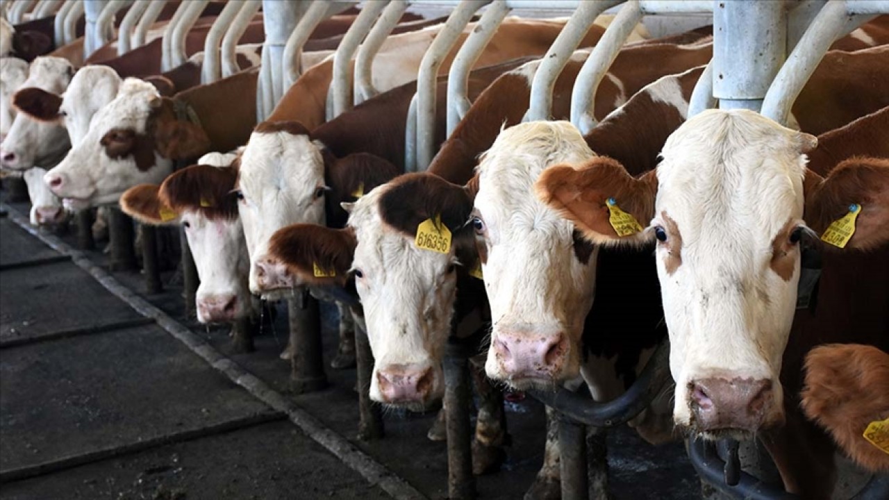 Toplanan inek sütü miktarı  yıllık bazda yüzde 0,5 arttı