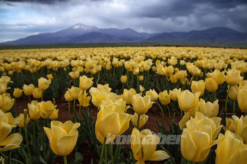 Karaman’daki lale bahçesi bayram ziyaretçileriyle hareketlendi