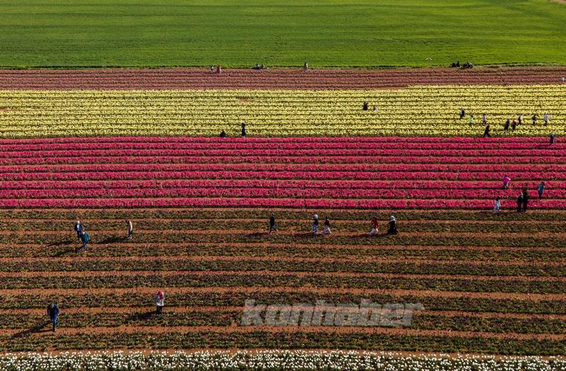 Karaman’daki lale bahçesi bayram ziyaretçileriyle hareketlendi