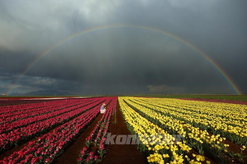 Karaman’daki lale bahçesi bayram ziyaretçileriyle hareketlendi