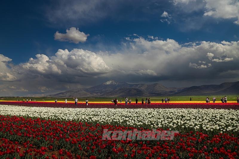 Karaman’daki lale bahçesi bayram ziyaretçileriyle hareketlendi