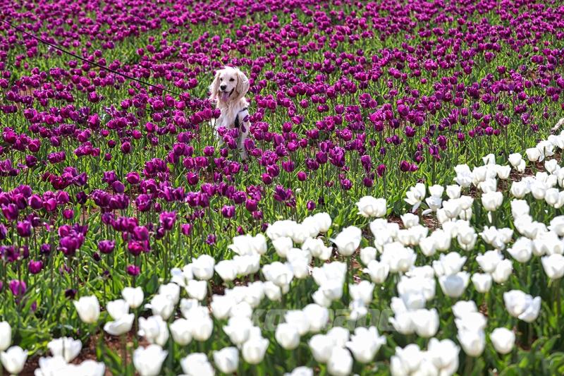Karaman’daki lale bahçesi bayram ziyaretçileriyle hareketlendi