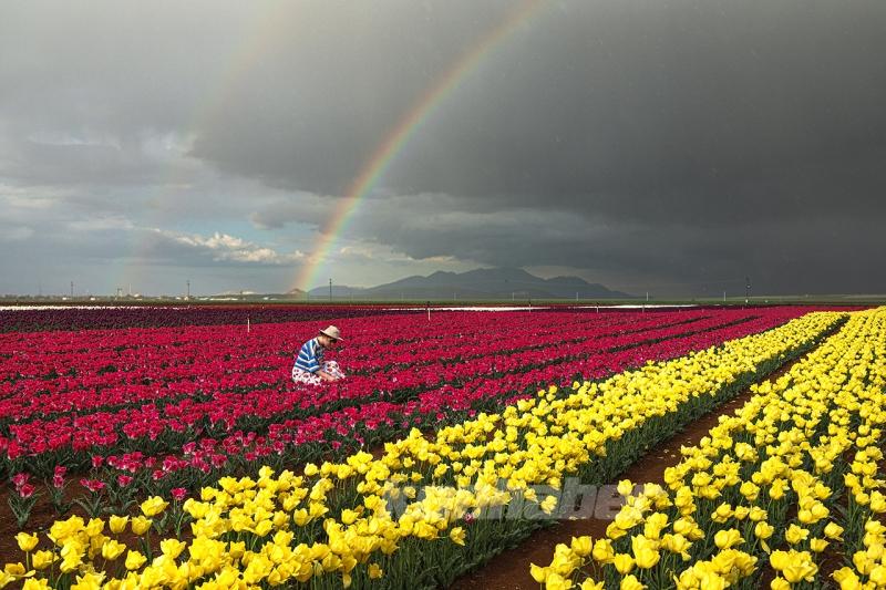 Karaman’daki lale bahçesi bayram ziyaretçileriyle hareketlendi