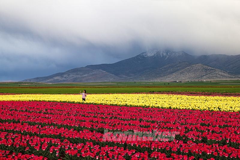 Karaman’daki lale bahçesi bayram ziyaretçileriyle hareketlendi