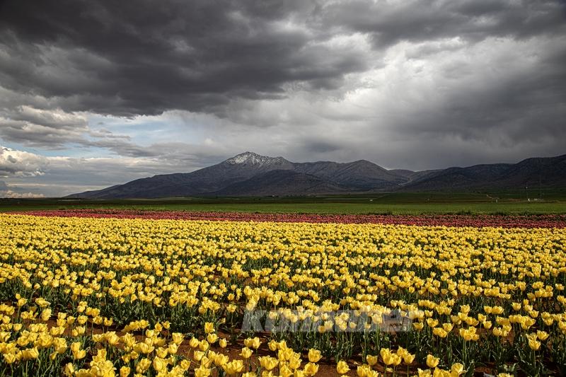 Karaman’daki lale bahçesi bayram ziyaretçileriyle hareketlendi