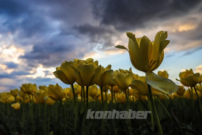 Karaman’daki lale bahçesi bayram ziyaretçileriyle hareketlendi