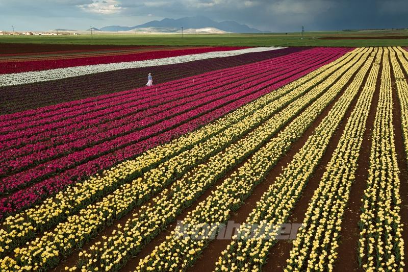 Karaman’daki lale bahçesi bayram ziyaretçileriyle hareketlendi