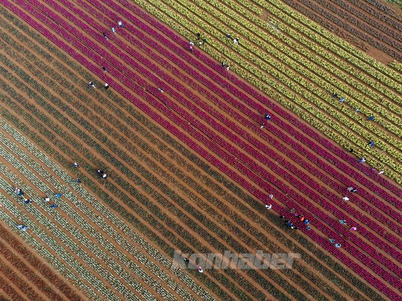 Karaman’daki lale bahçesi bayram ziyaretçileriyle hareketlendi