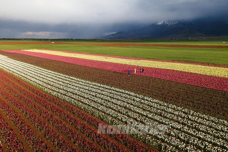 Karaman’daki lale bahçesi bayram ziyaretçileriyle hareketlendi