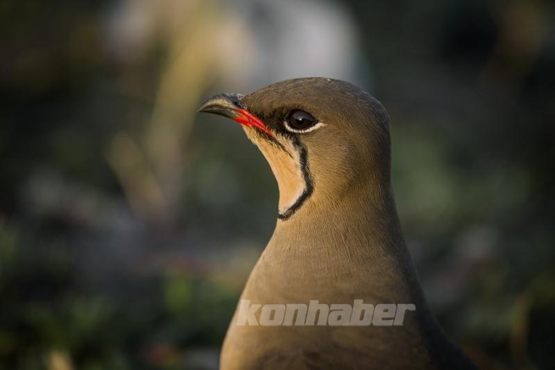 Göçmen kuşlar deprem bölgesinde görüntülendi