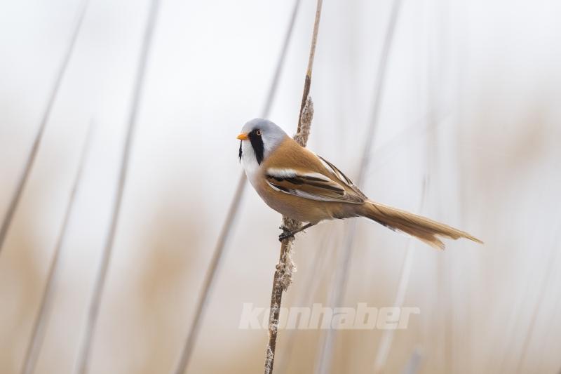 Göçmen kuşlar deprem bölgesinde görüntülendi