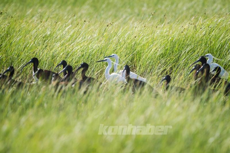 Göçmen kuşlar deprem bölgesinde görüntülendi