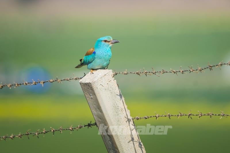 Göçmen kuşlar deprem bölgesinde görüntülendi