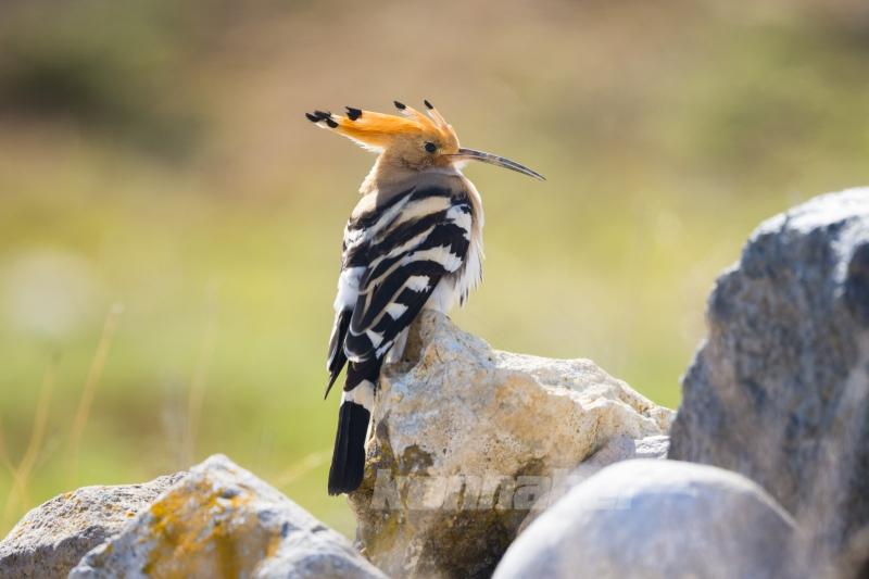 Göçmen kuşlar deprem bölgesinde görüntülendi