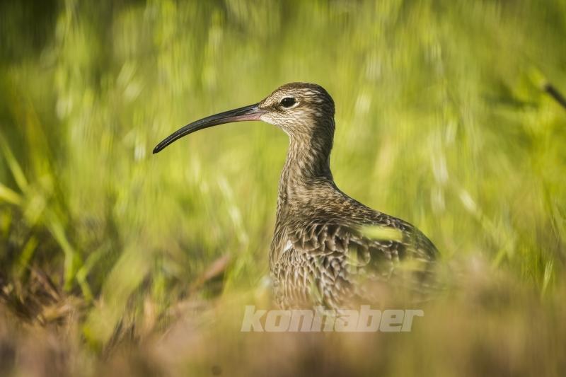 Göçmen kuşlar deprem bölgesinde görüntülendi