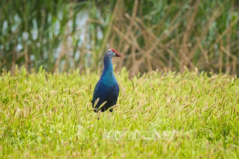 Göçmen kuşlar deprem bölgesinde görüntülendi