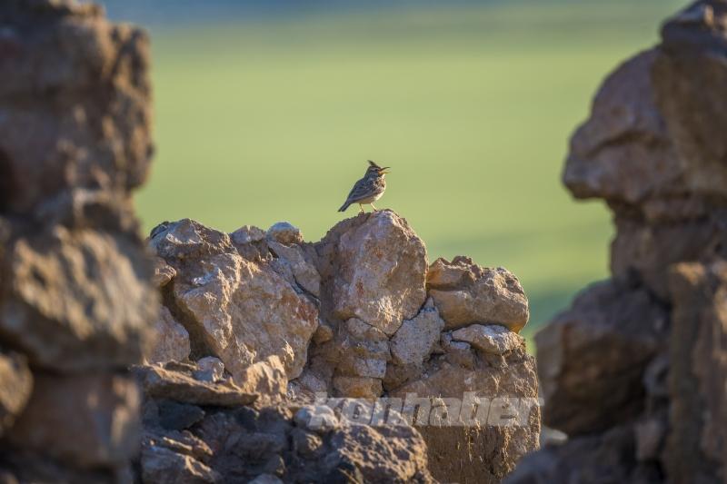 Göçmen kuşlar deprem bölgesinde görüntülendi