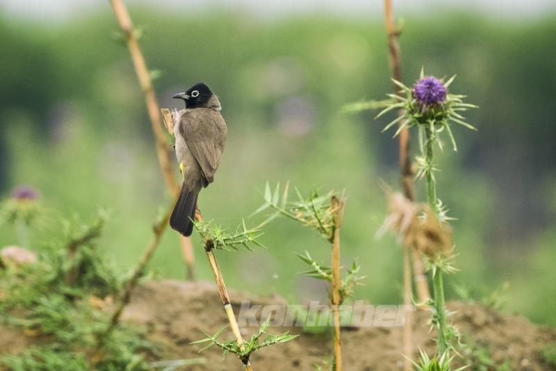 Göçmen kuşlar deprem bölgesinde görüntülendi