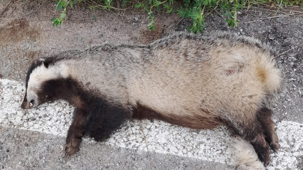 Nesli tükenen en korkusuz hayvan Konya’da ölü bulundu