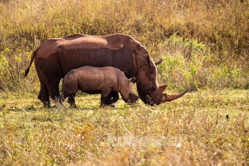 Güney Afrika’nın zengin faunası safari meraklılarını cezbediyor
