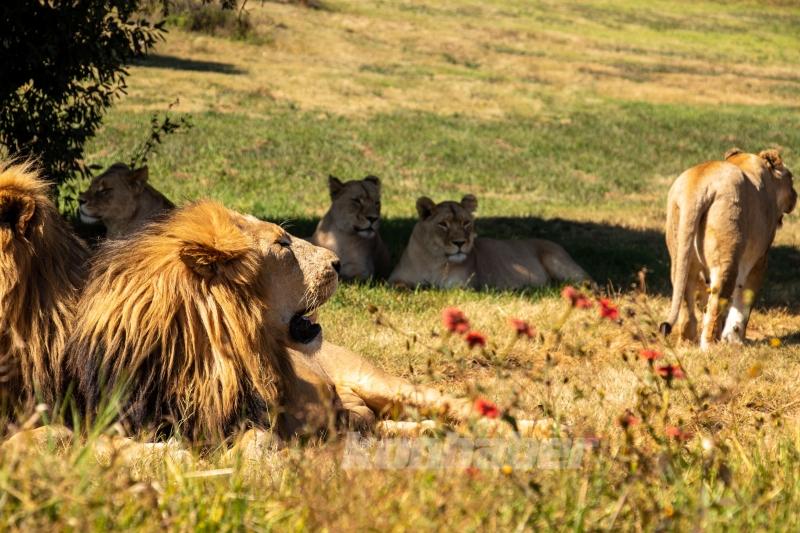 Güney Afrika’nın zengin faunası safari meraklılarını cezbediyor