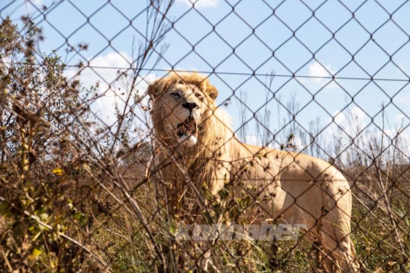 Güney Afrika’nın zengin faunası safari meraklılarını cezbediyor