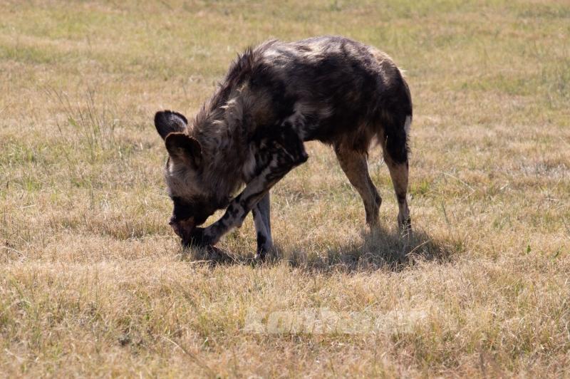Güney Afrika’nın zengin faunası safari meraklılarını cezbediyor