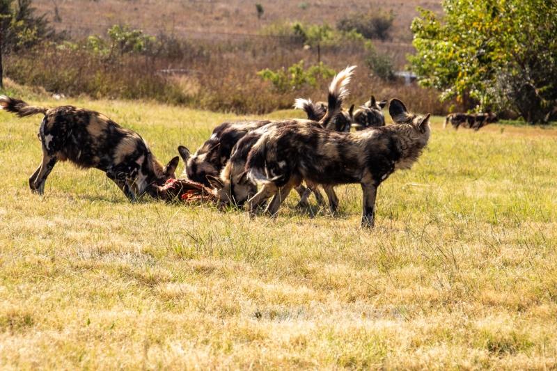 Güney Afrika’nın zengin faunası safari meraklılarını cezbediyor