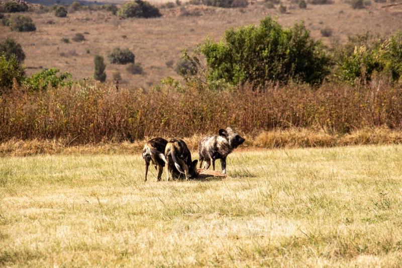 Güney Afrika’nın zengin faunası safari meraklılarını cezbediyor