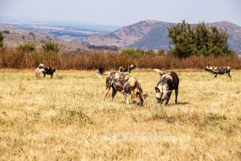 Güney Afrika’nın zengin faunası safari meraklılarını cezbediyor