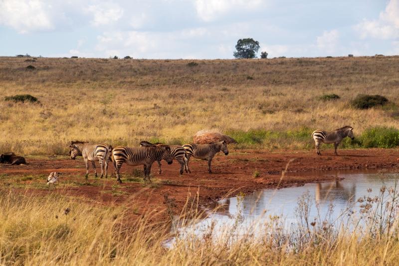 Güney Afrika’nın zengin faunası safari meraklılarını cezbediyor