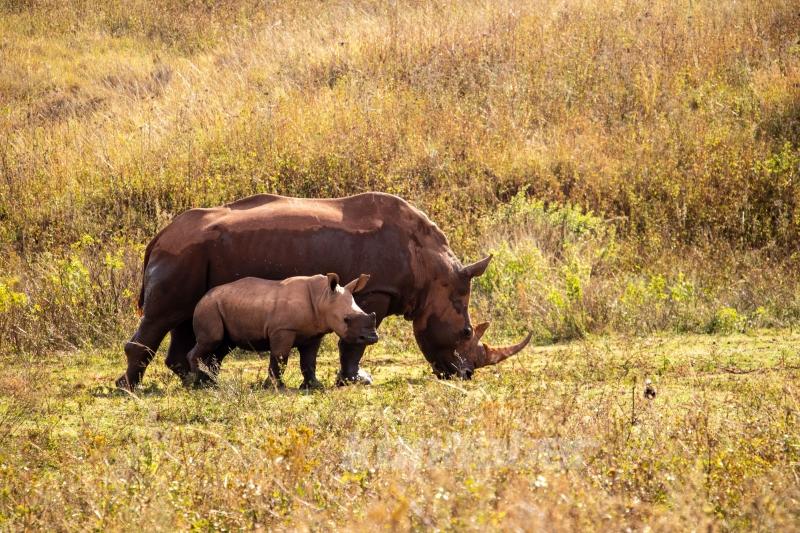 Güney Afrika’nın zengin faunası safari meraklılarını cezbediyor