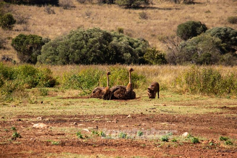 Güney Afrika’nın zengin faunası safari meraklılarını cezbediyor