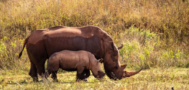 Güney Afrika’nın zengin faunası safari meraklılarını cezbediyor