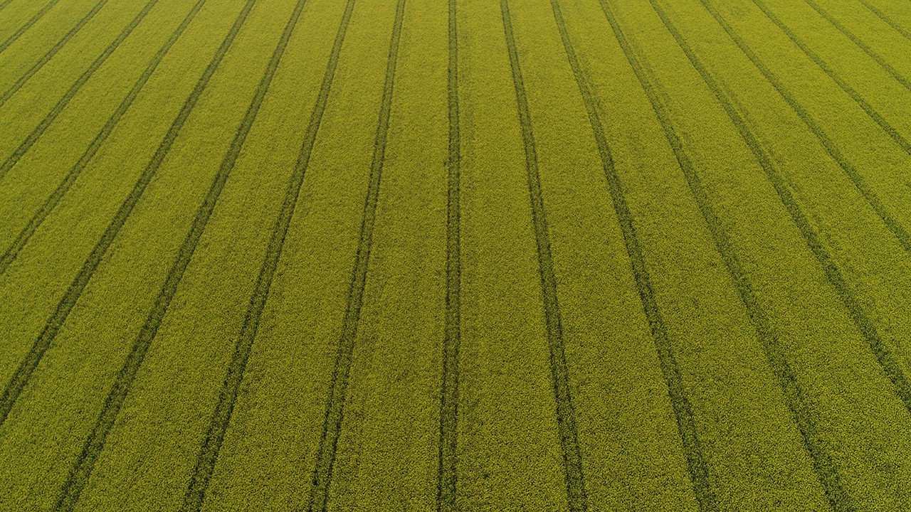 Kanola çiçekleri ve buğday tarlaları renk cümbüşü oluşturdu
