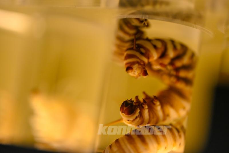 Halkın bir günlük ömür biçtiği ’pullu kanatlar’