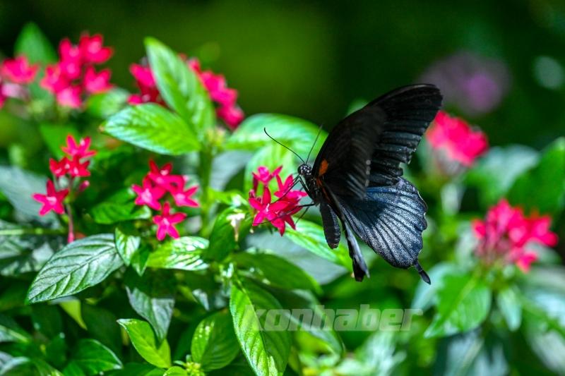 Halkın bir günlük ömür biçtiği ’pullu kanatlar’