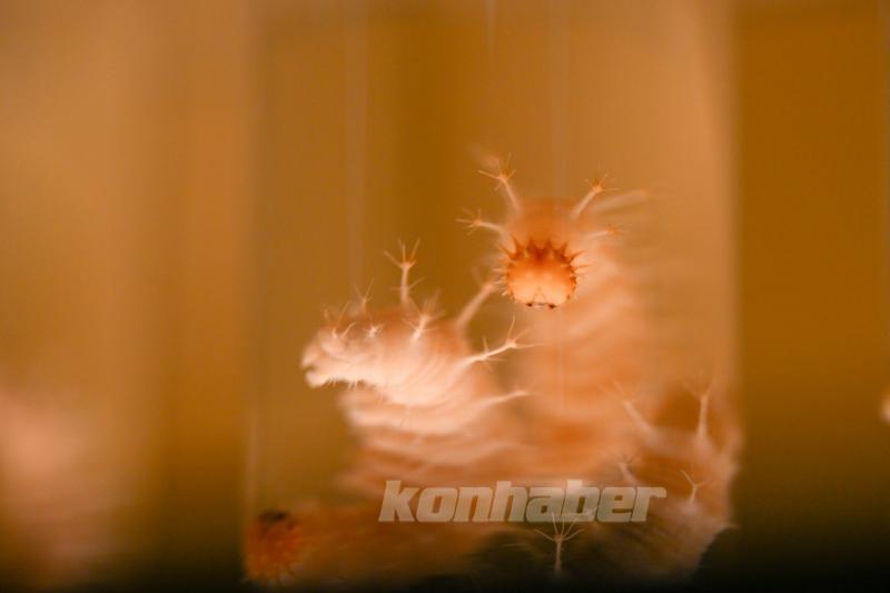 Halkın bir günlük ömür biçtiği ’pullu kanatlar’