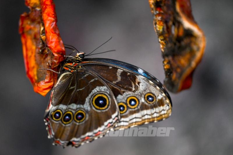 Halkın bir günlük ömür biçtiği ’pullu kanatlar’