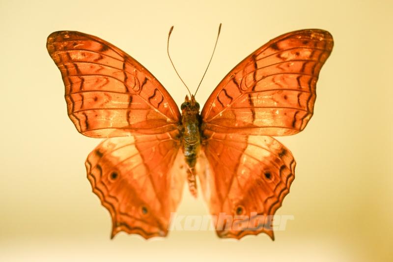 Halkın bir günlük ömür biçtiği ’pullu kanatlar’