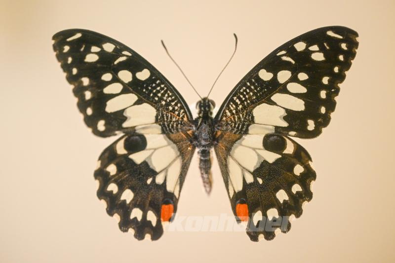 Halkın bir günlük ömür biçtiği ’pullu kanatlar’