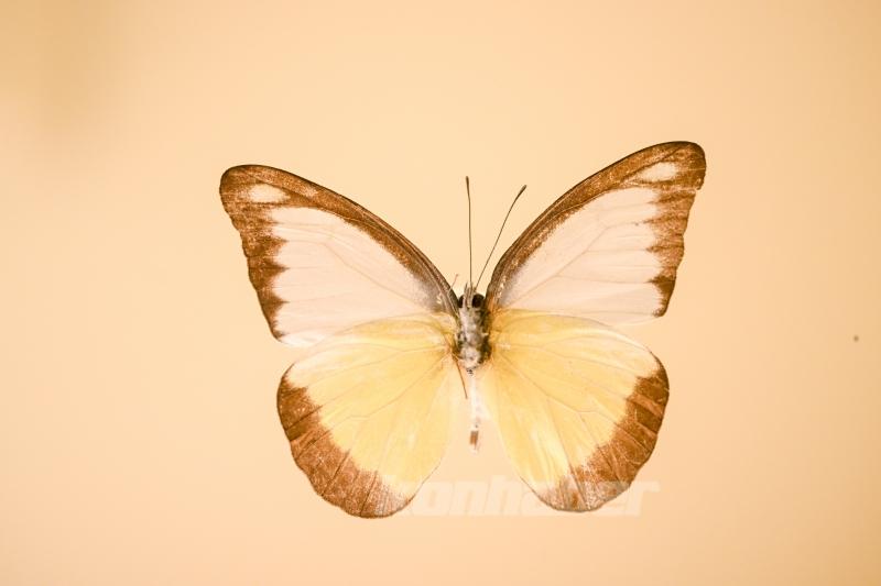 Halkın bir günlük ömür biçtiği ’pullu kanatlar’