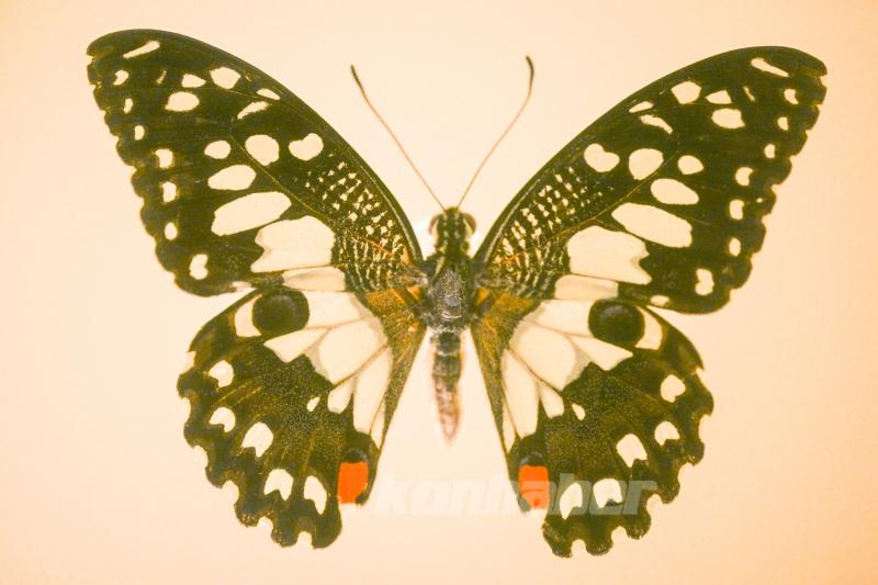 Halkın bir günlük ömür biçtiği ’pullu kanatlar’