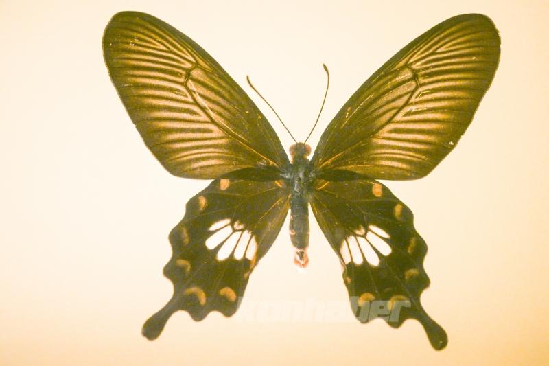 Halkın bir günlük ömür biçtiği ’pullu kanatlar’