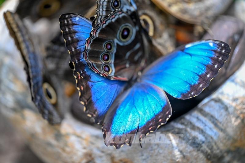 Halkın bir günlük ömür biçtiği ’pullu kanatlar’