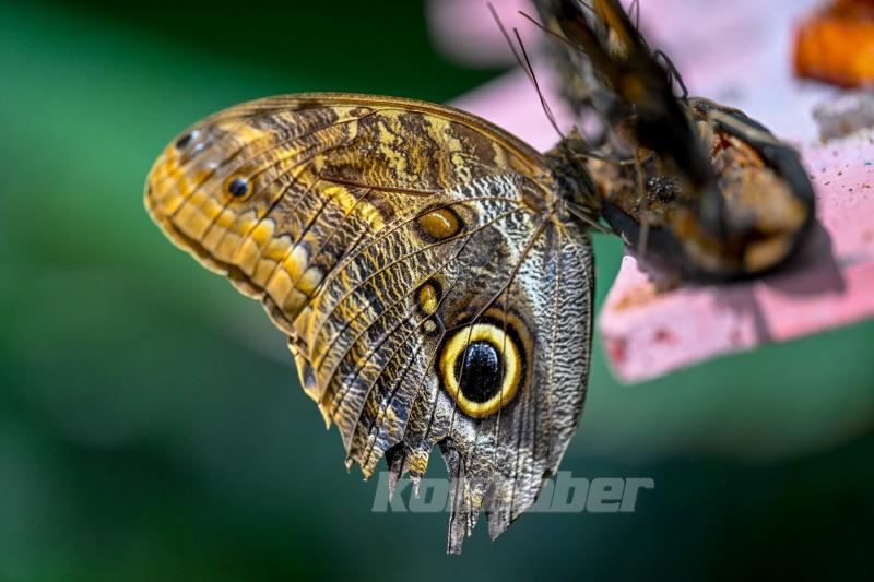 Halkın bir günlük ömür biçtiği ’pullu kanatlar’