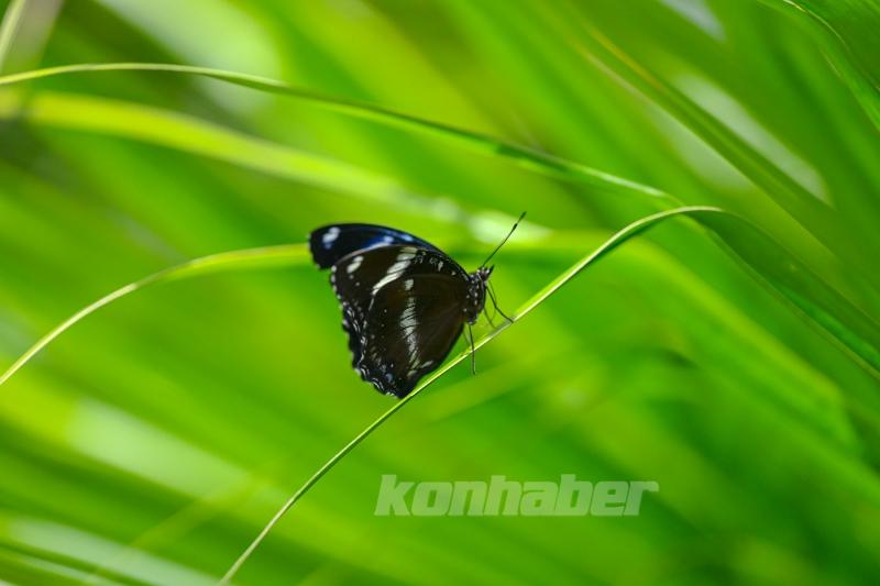 Halkın bir günlük ömür biçtiği ’pullu kanatlar’