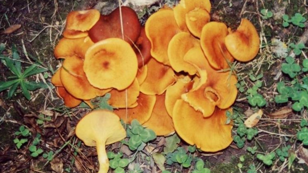 İşte en çok zehirlenmeye yol açan mantar cinsi:köygöçüren