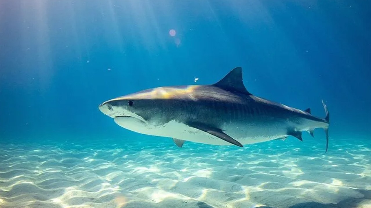 Kaybolan sörfçünün köpekbalığı saldırısında öldüğü değerlendiriliyor